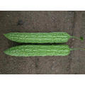 High yeild Asian China  hybrid F1 green bitter gourd seeds for sale